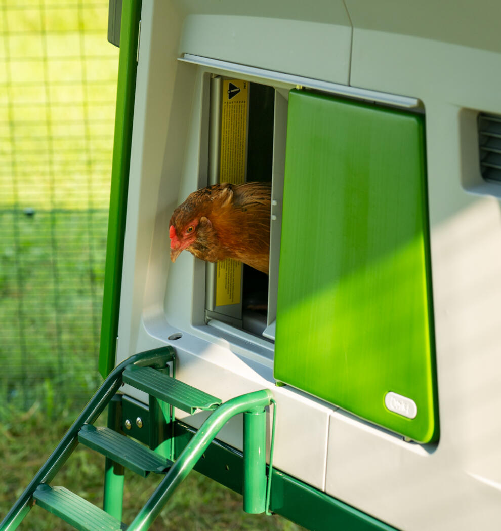 Een kip in de deuropening van de automatische deur van het kippenhok.