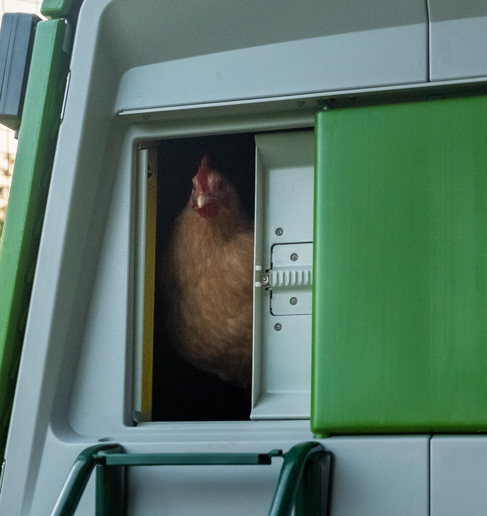 Kip kijkt uit op een afsluiting Autodoor