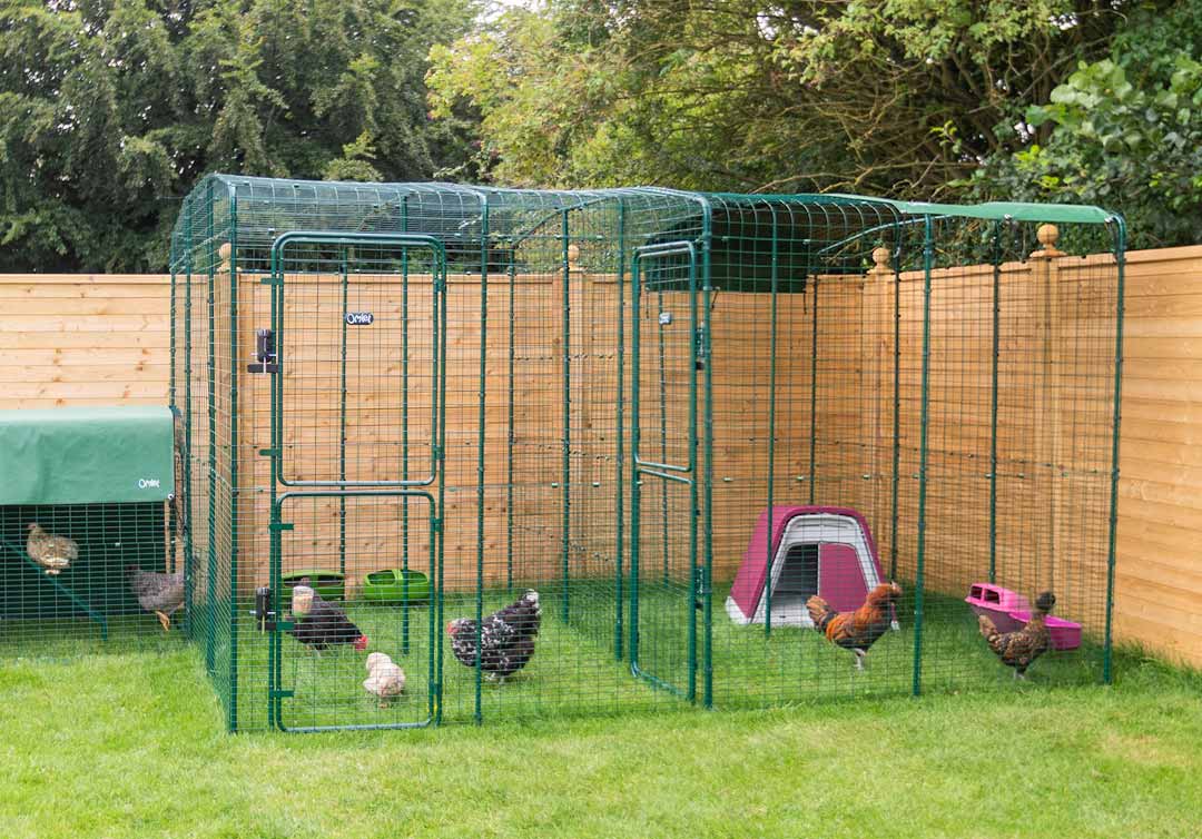 kippen in de veilige kippenren van omlet