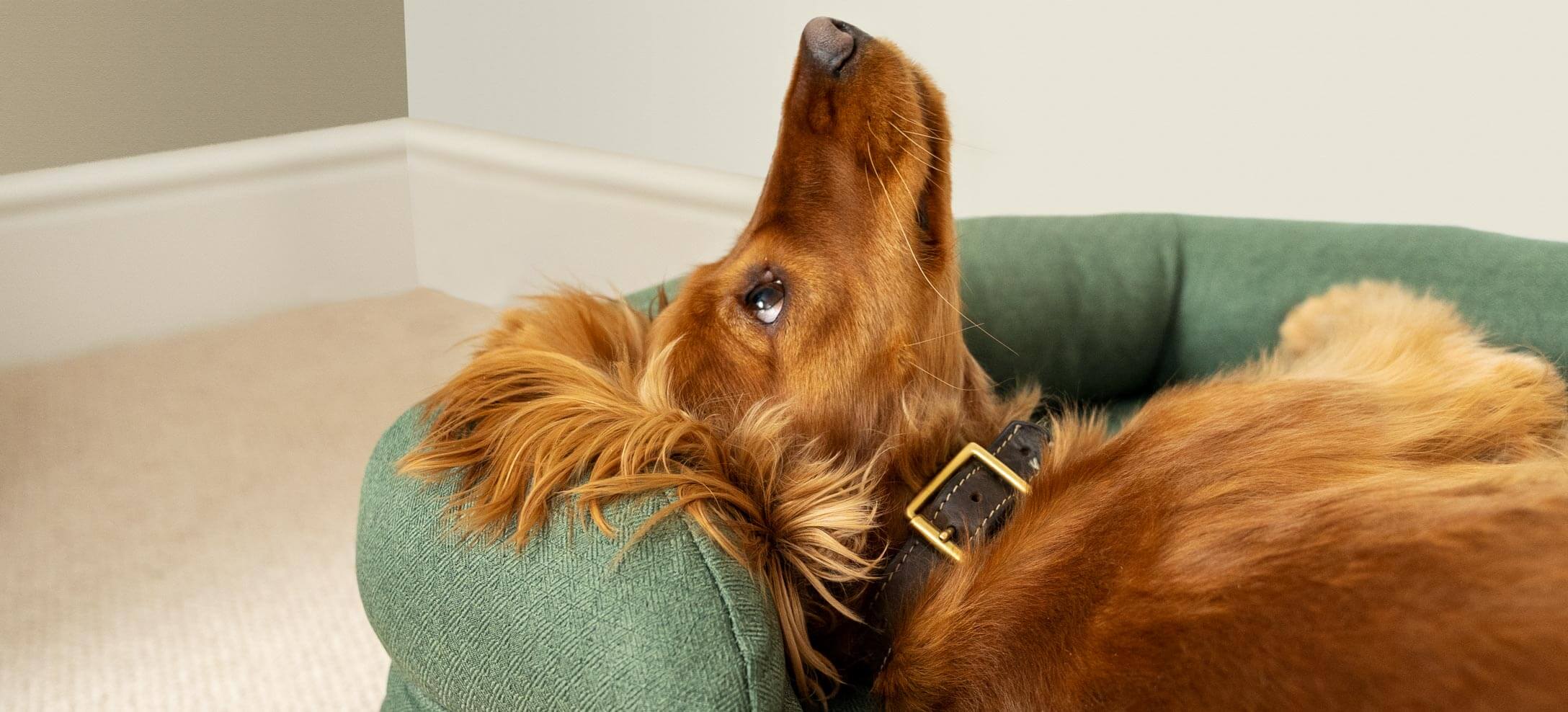 Kan Een Hond Schurft Krijgen? Alles Wat Je Moet Weten!