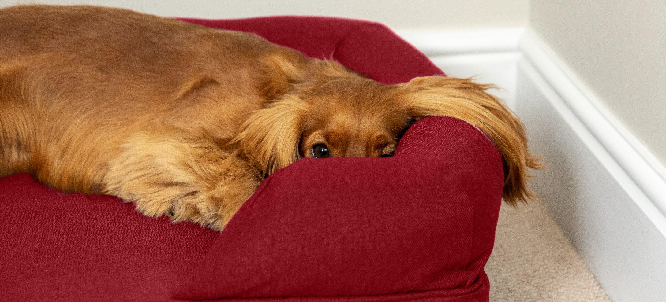 A cocker spaniel relaxing on their Omlet Bolster Dog Bed