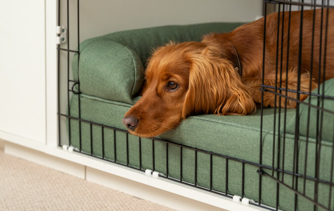 hond slapen in een hondenbench