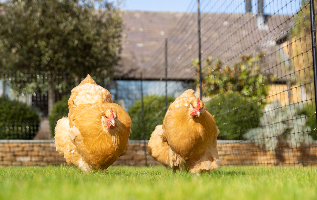 Twee kippen lopen voor Omlets afrastering voor kippen