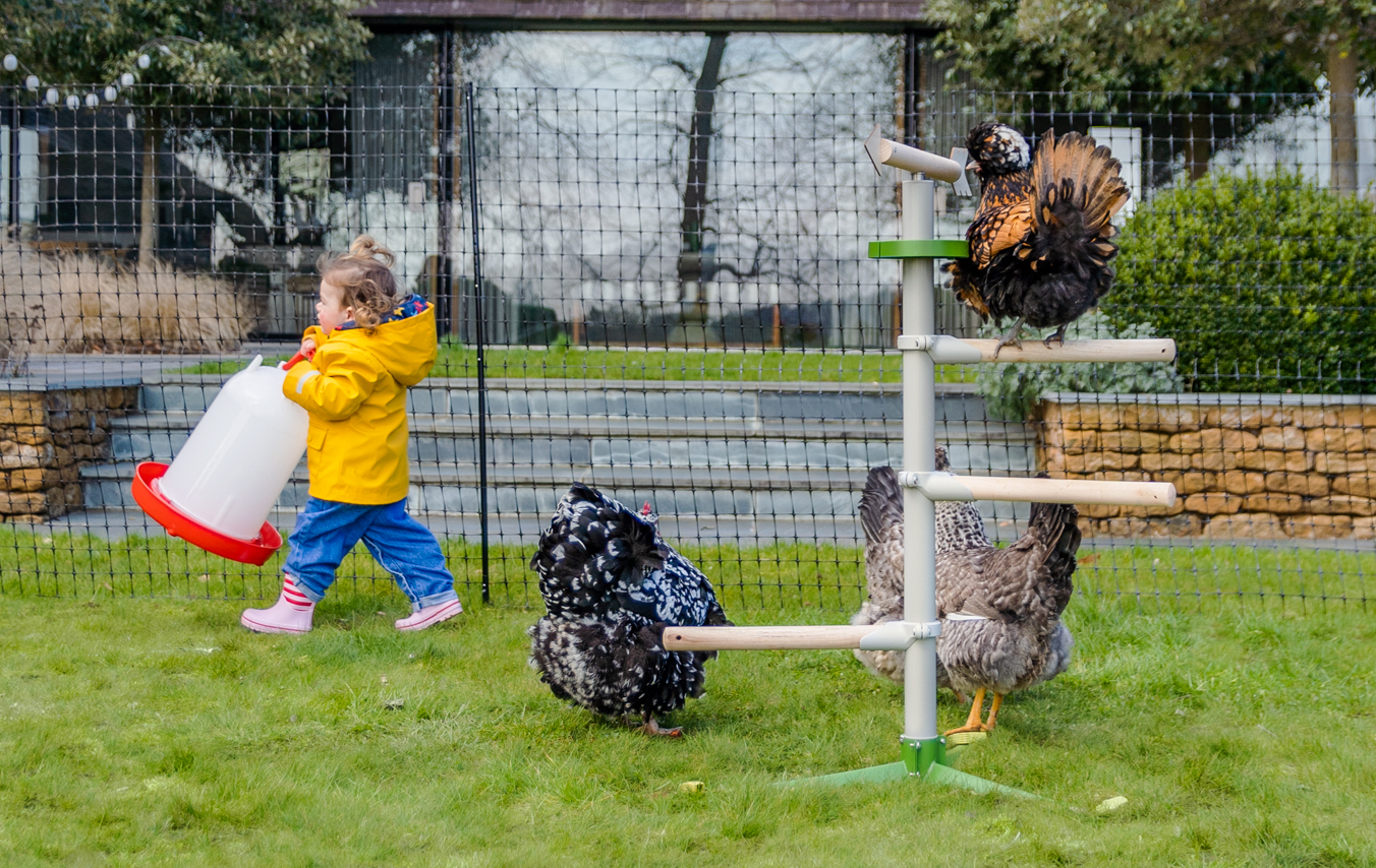 Meisje loopt langs haar kippen naast Omlets vrijstaande zitstok voor kippen