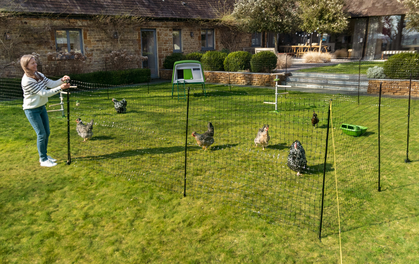 Kippen binnen omheining in tuin met Omlets afrastering voor kippen