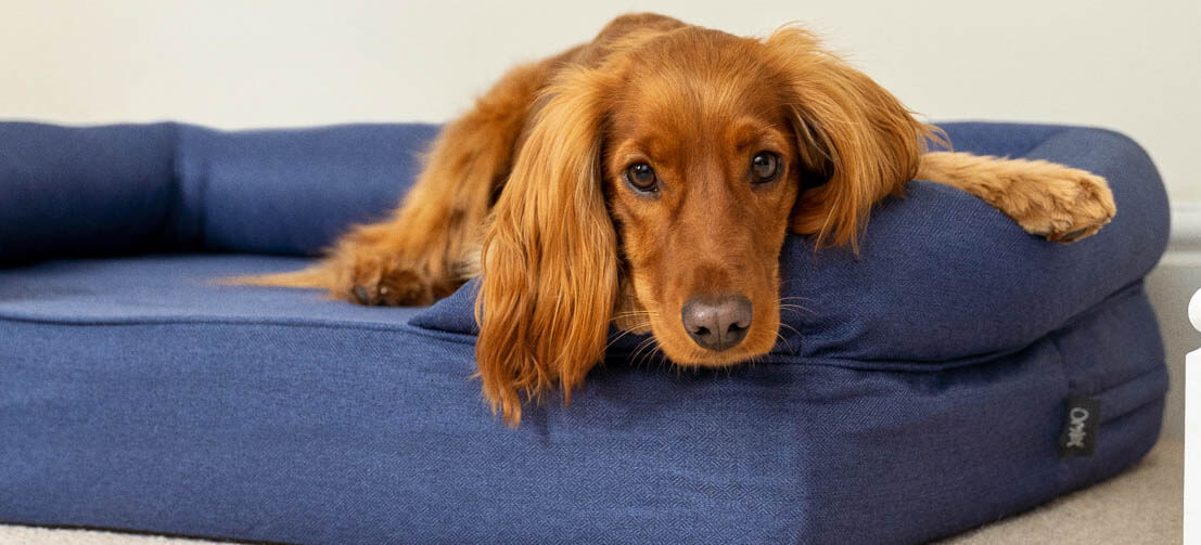 A healthy cocker spaniel on their Omlet bolster dog bed