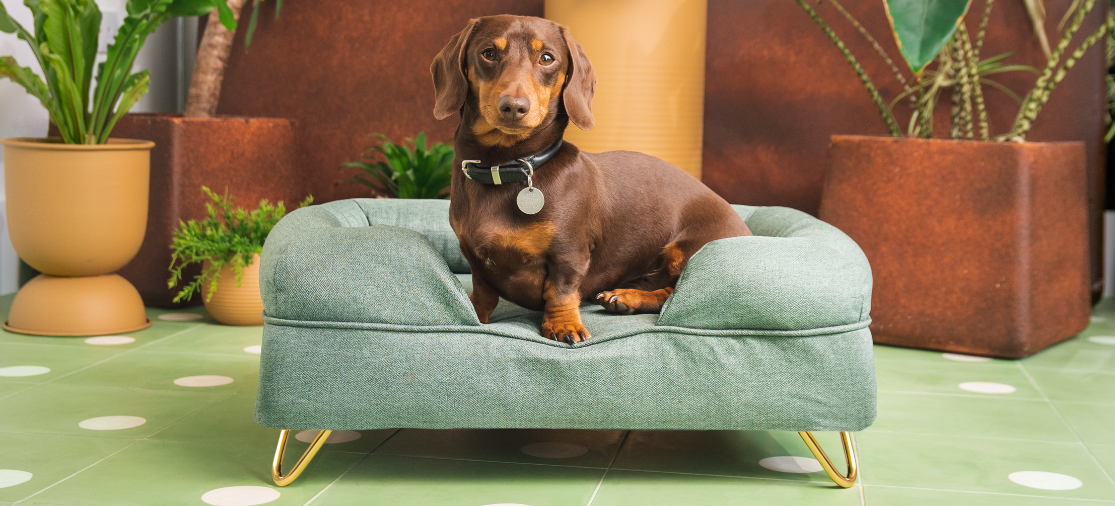 Dachshund on Omlet's Bolster dog bed