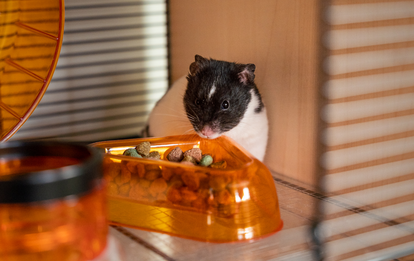 hamster aan het eten in de qute hamsterkooi