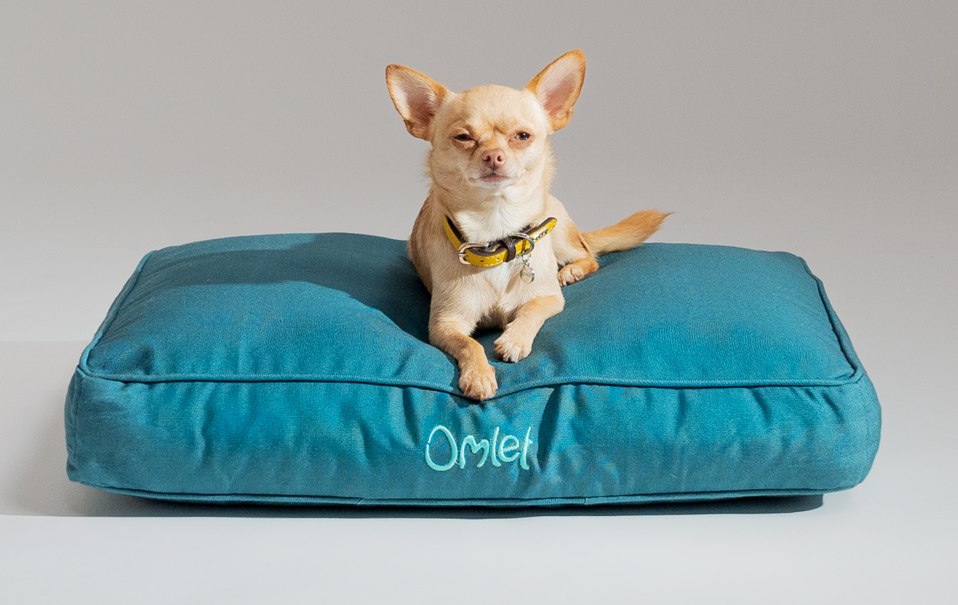 Chihuahua on Omlet’s Cushion Dog Bed