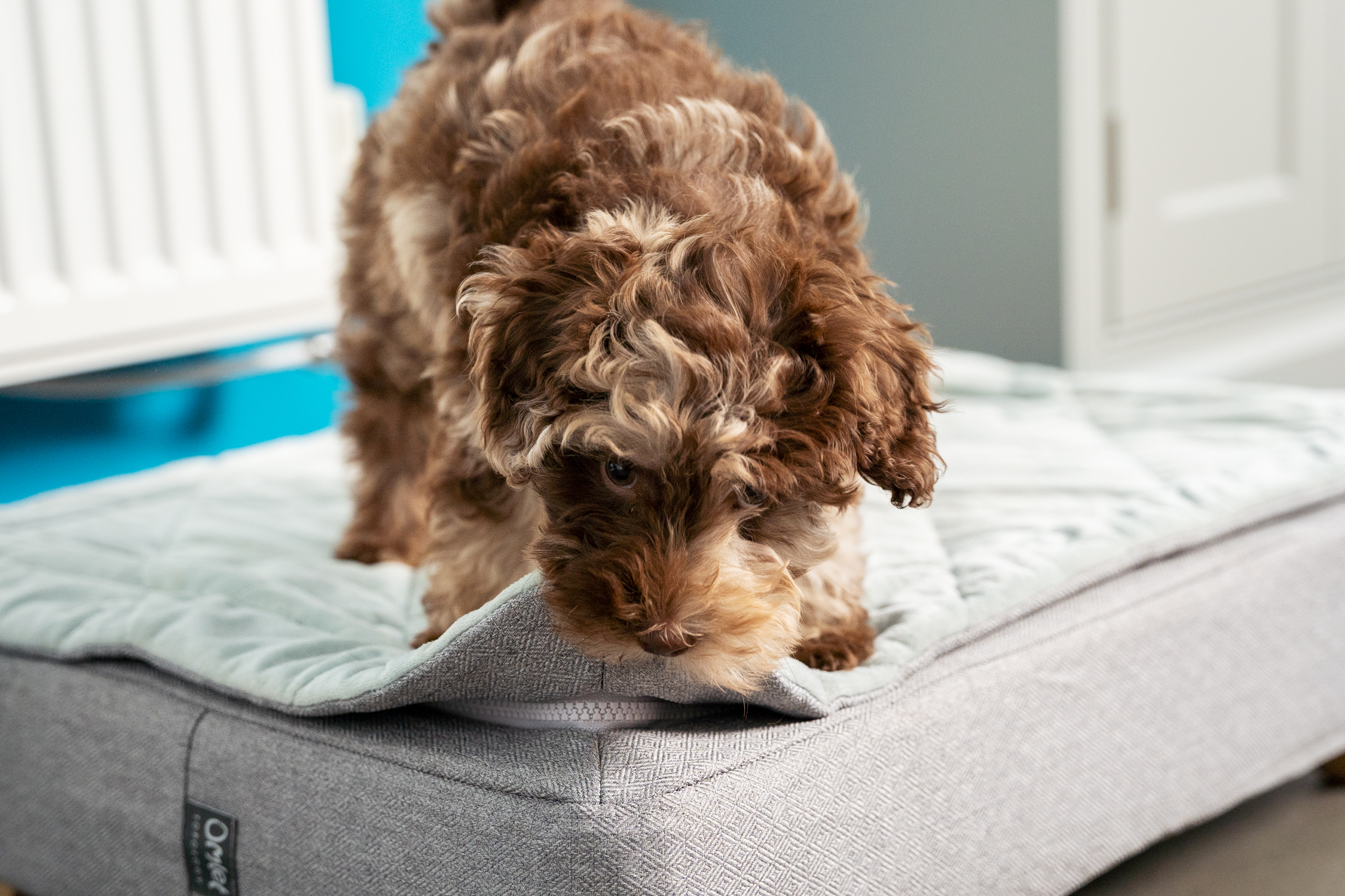 Puppy kauwt op Omlets Topology Puppymand quilt topper.