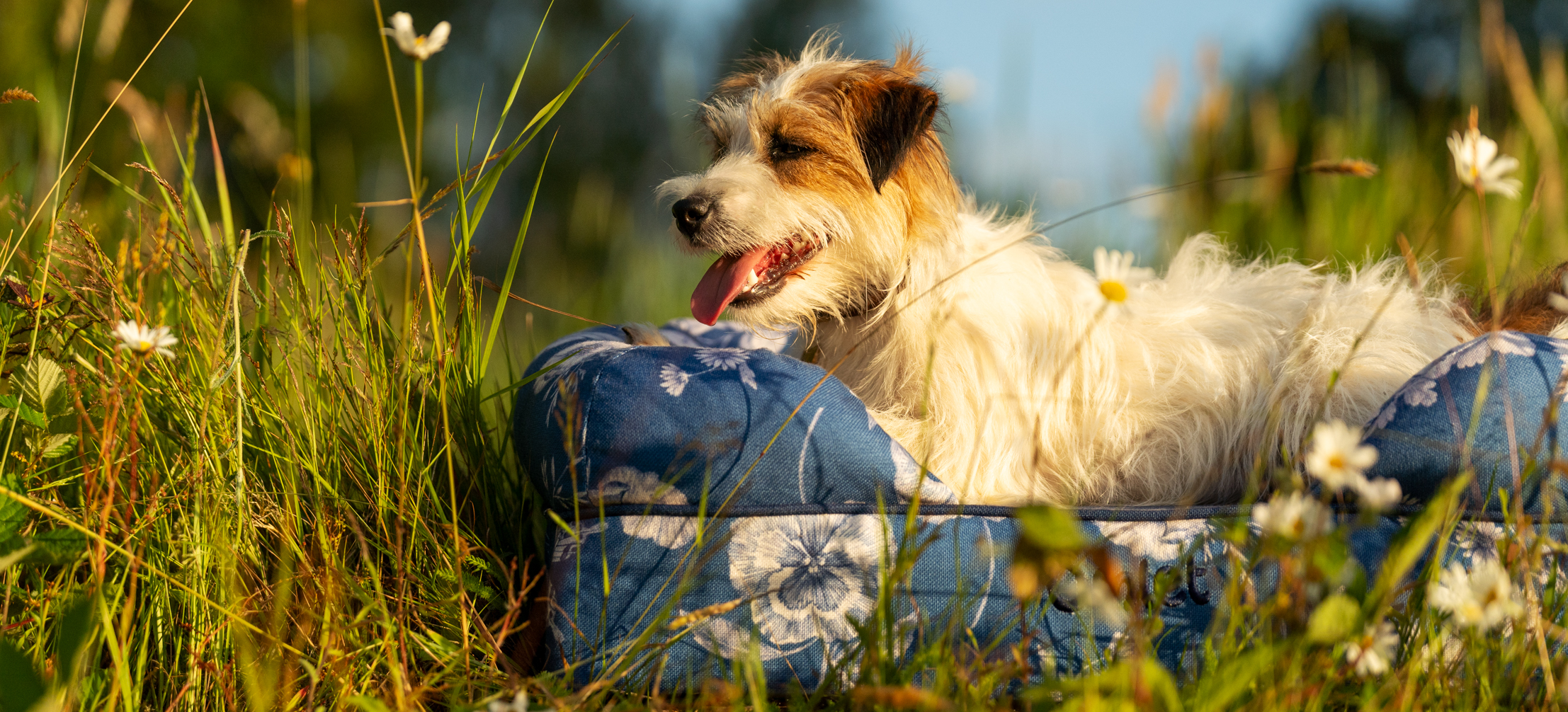 Terrier sat outside on their Omlet Bolster dog bed in Gardenia Porcelain