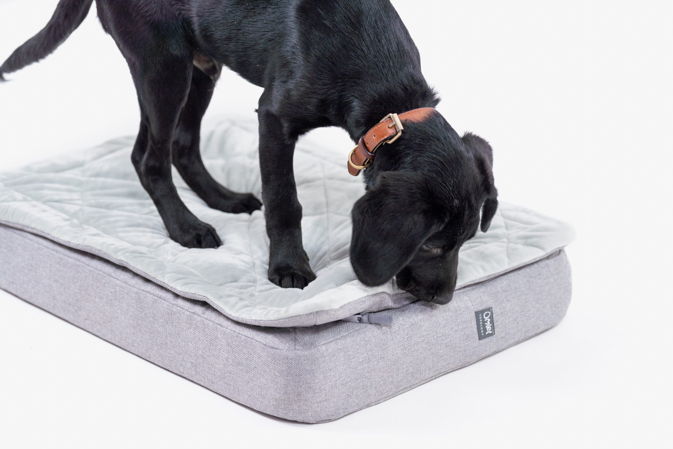 Labrador chewing on their Omlet Topology Puppy Bed