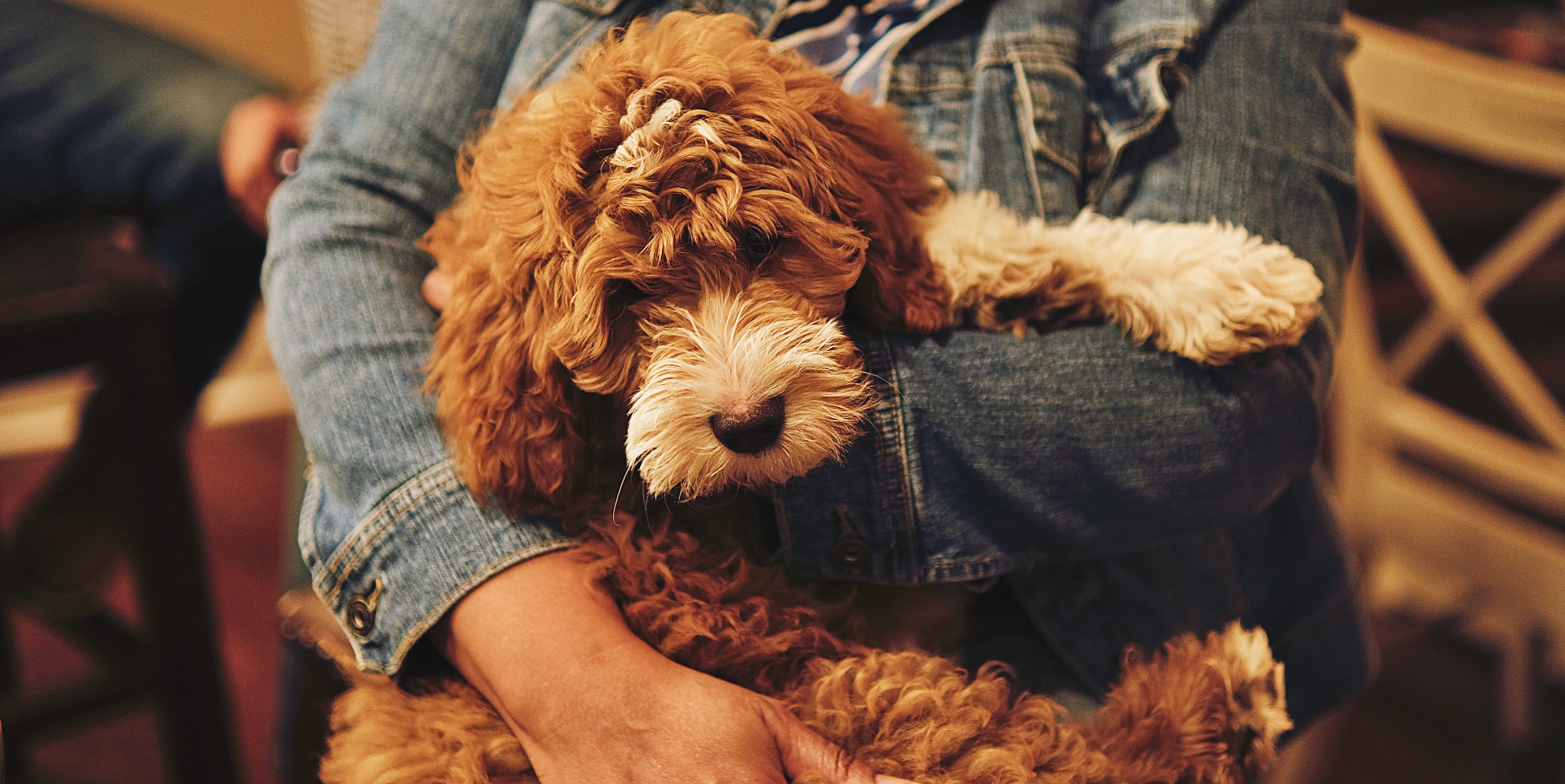 Poodle cross being carried by their owner