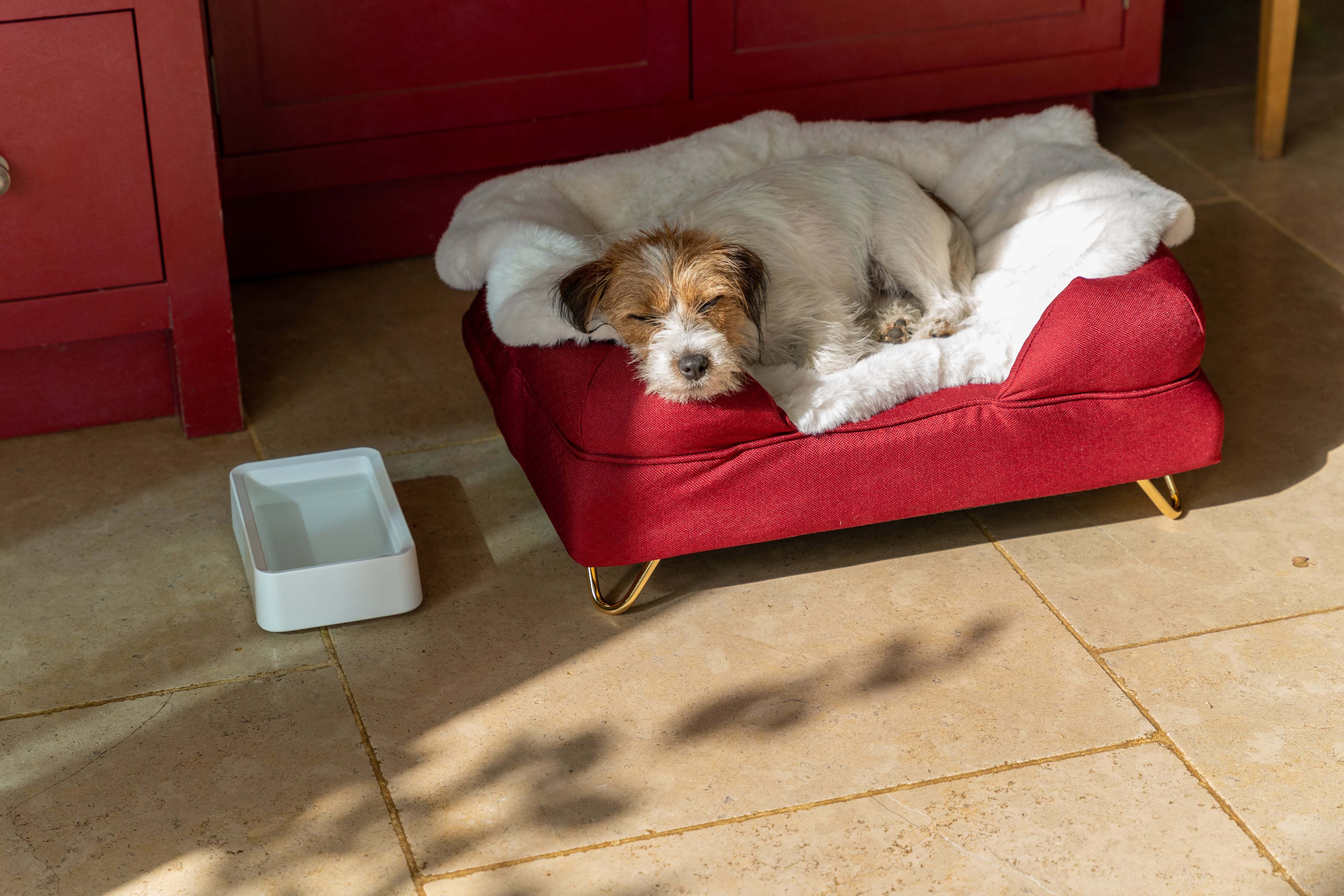 Jack Rusell terrier asleep on the Omlet Bolster Dog bed next to the Omlet Dog Bowl