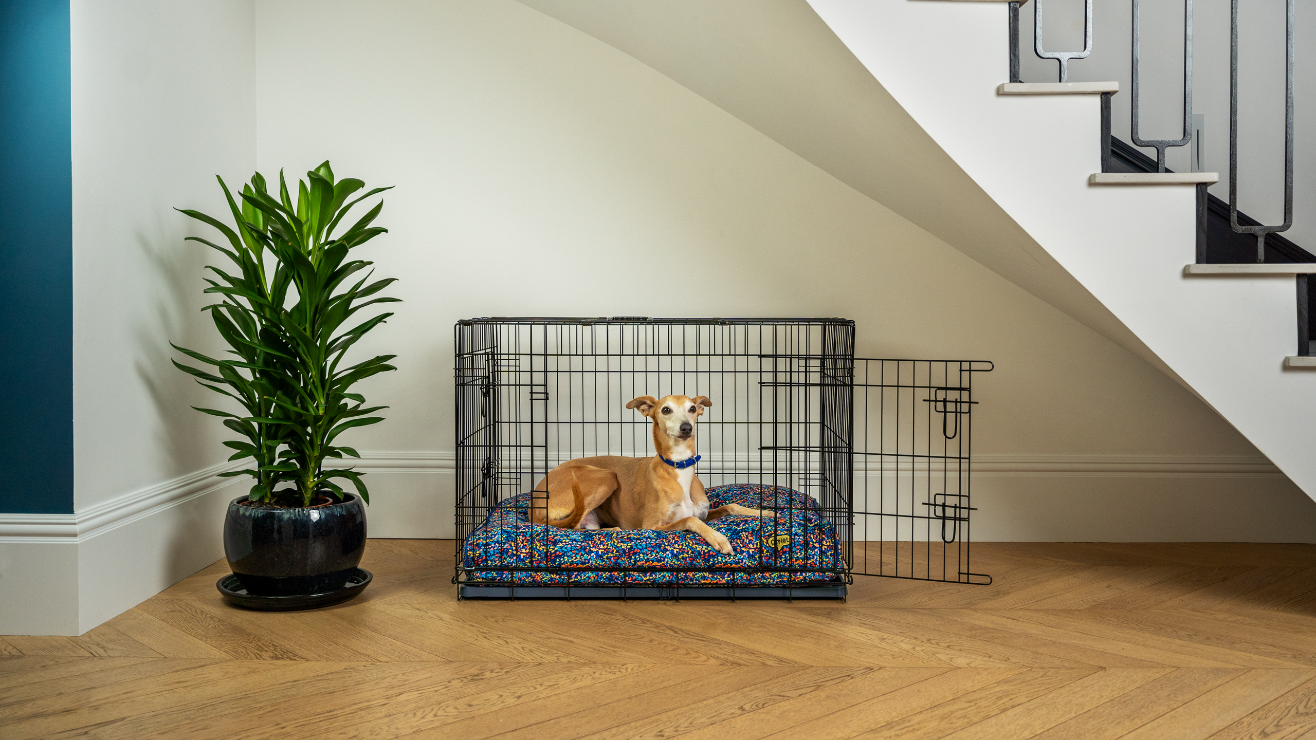 Dog enjoying their time in Omlet’s Fido Classic Dog Crate