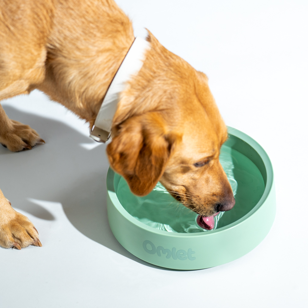 Retriever drinkt uit de Omlet drinkbak in de kleur Sage.