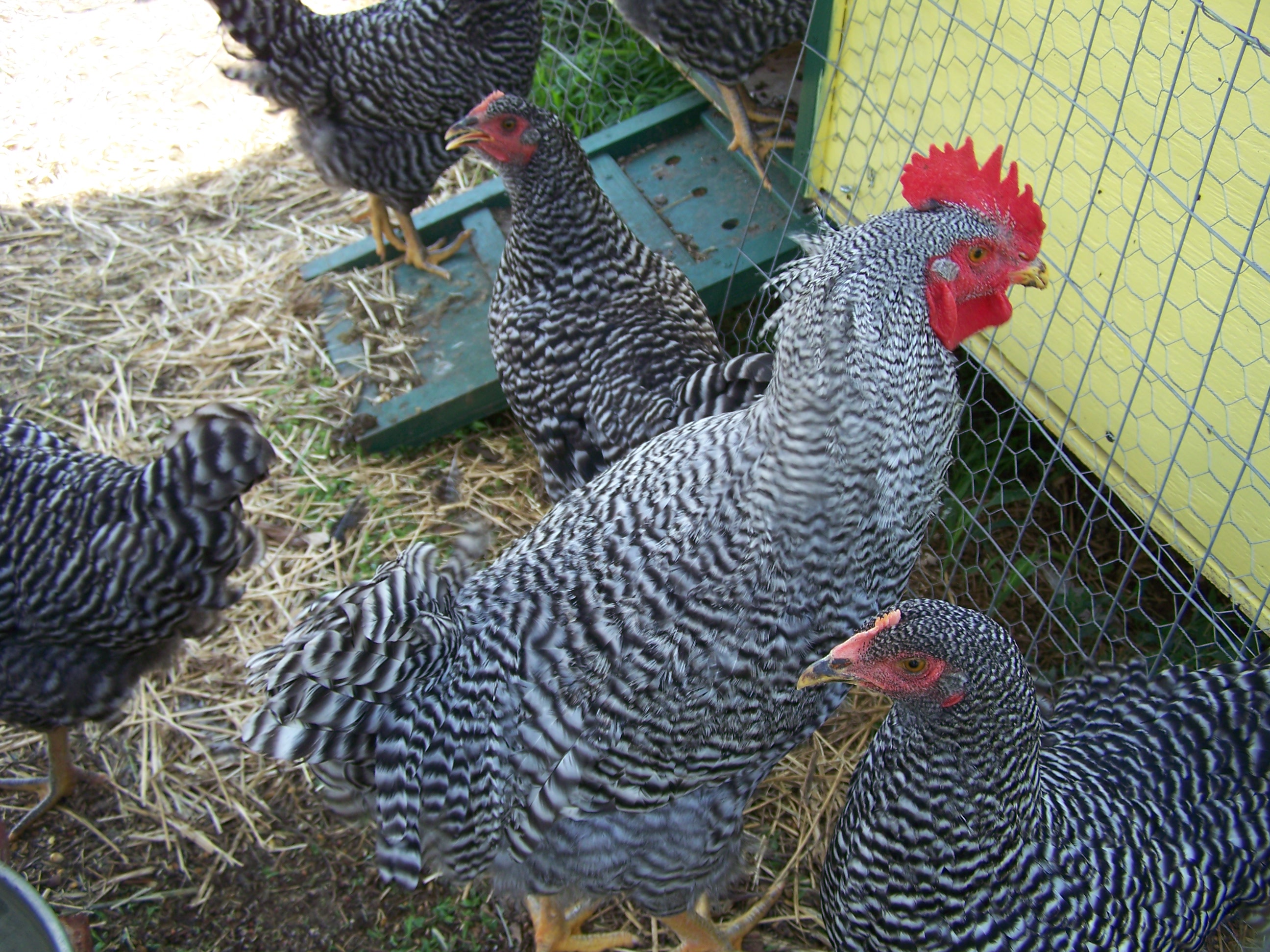 A brood of Plymouth Rock chickens free ranging in search for some grubs