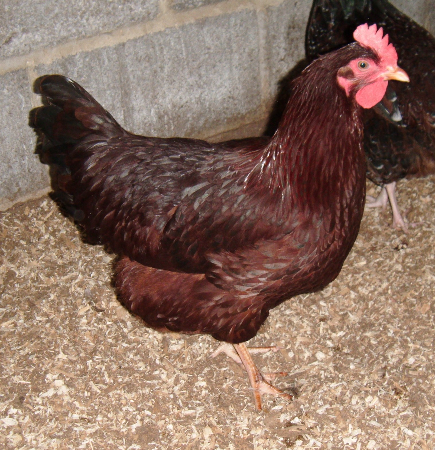 Rhode Island Red te koop Kippen Rasinformatie Omlet