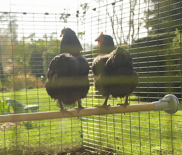 2 chickens perching and admiring the view