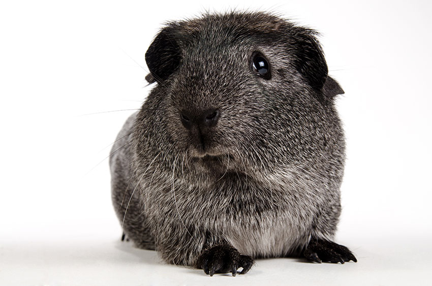 Agouti guinea pig