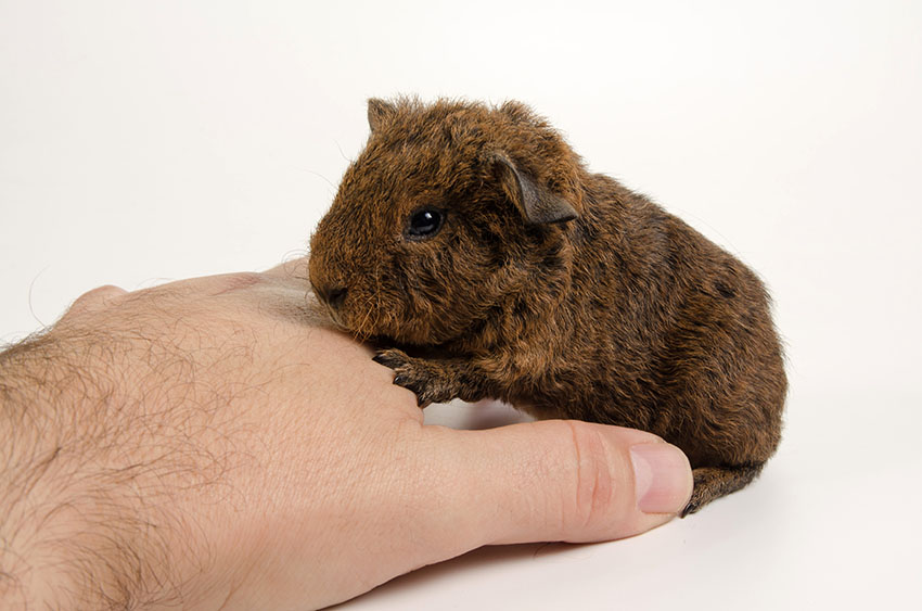 Kleurslagen van | Een cavia uitzoeken Cavia's | Gids