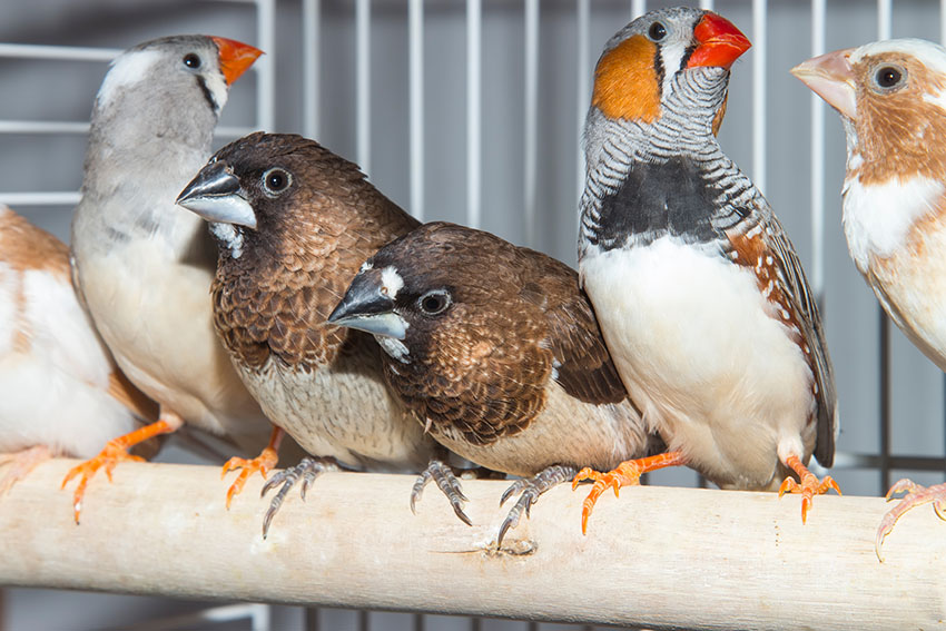 vogels samen houden | Vinken als huisdier