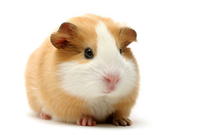 Bicolour guinea pig