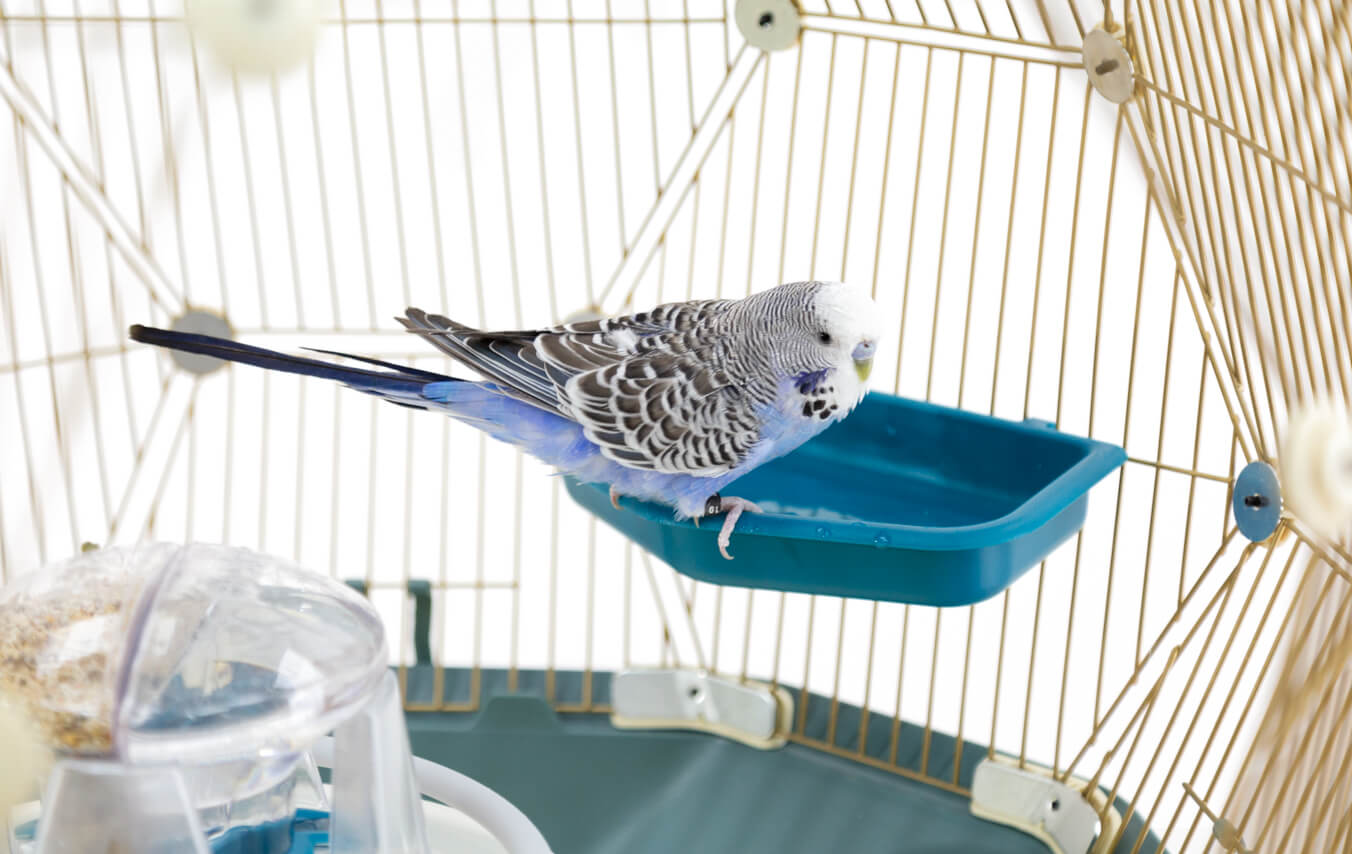 Bathing is an essential part of plumage maintenance for birds