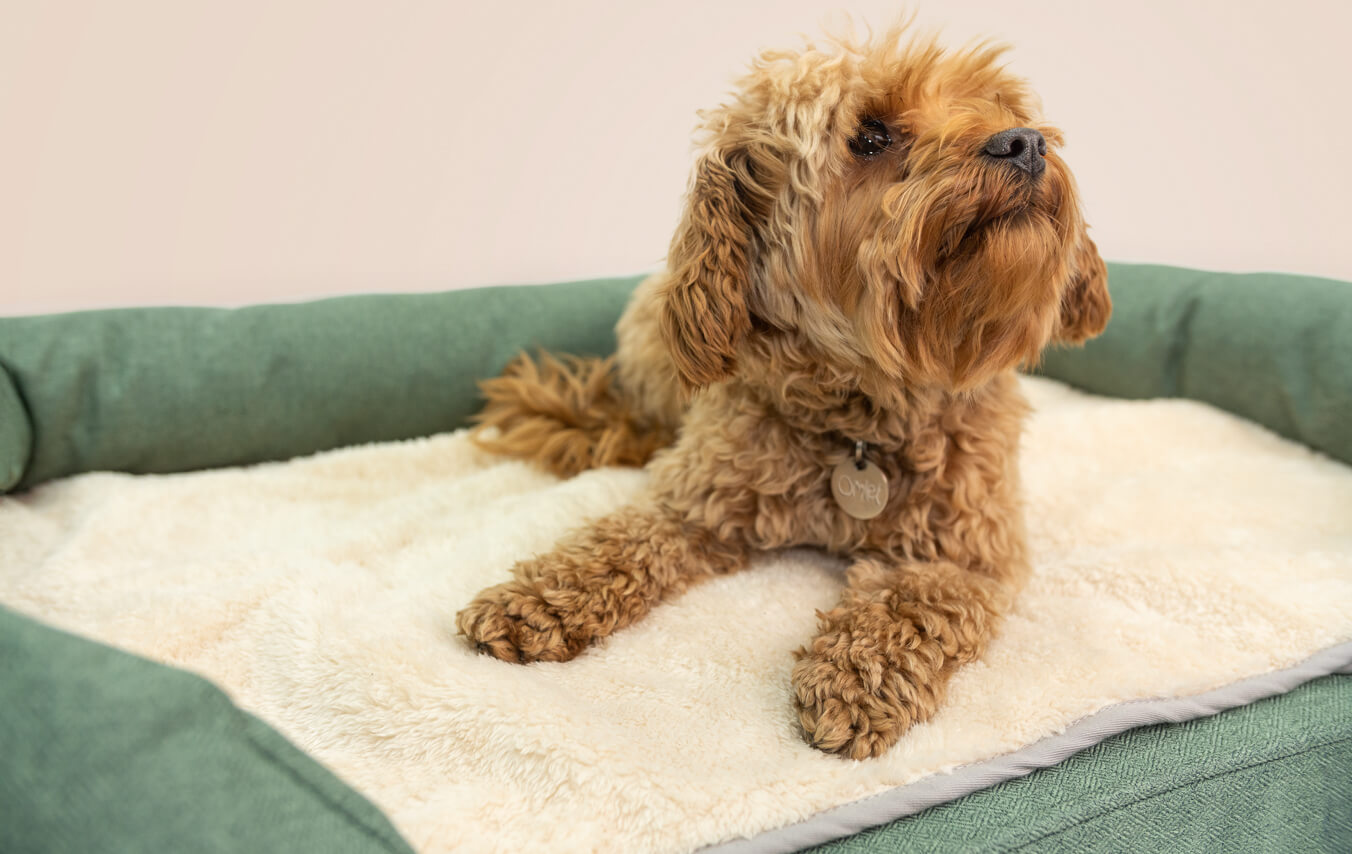 The super soft blanket will be a great addition to your dog’s sleep setup.