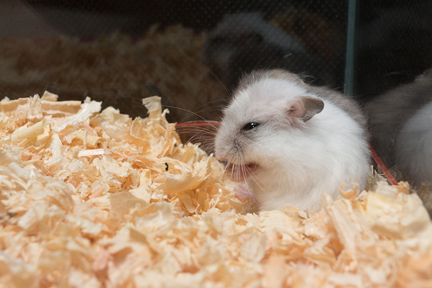 plafond wrijving versnelling Een hamster kopen? | Is een hamster iets voor mij? | Hamsters | Gids