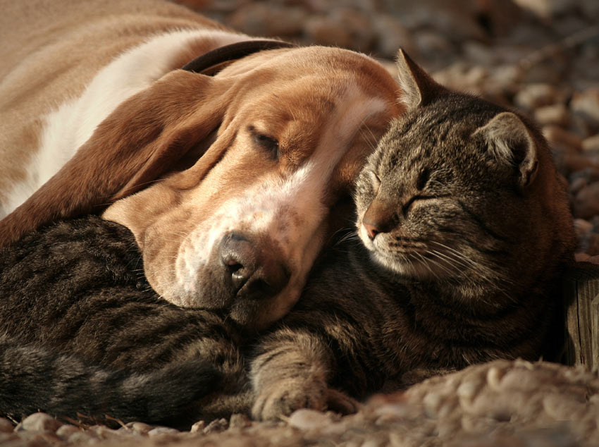 A Basset Hound resting its head on a tabby cat