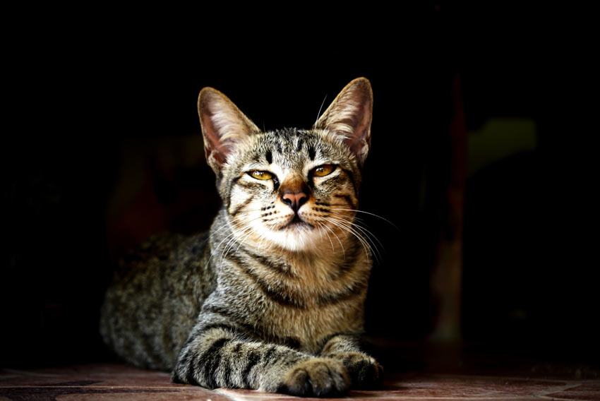 A Bengal Cat with a hypoallergenic coat