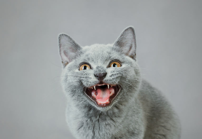 A British Shorthair Cat meowing