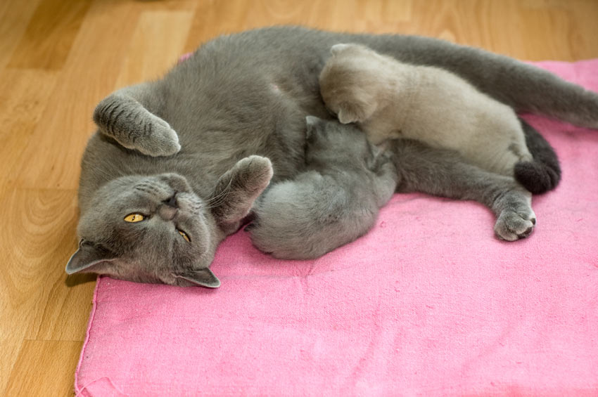 uit een nestje | Een geschikte kat uitzoeken | Katten