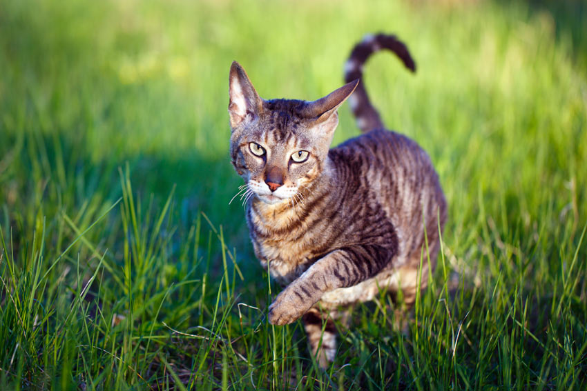 7 Hypoallergene | Een geschikte kat uitzoeken | Katten | Gids