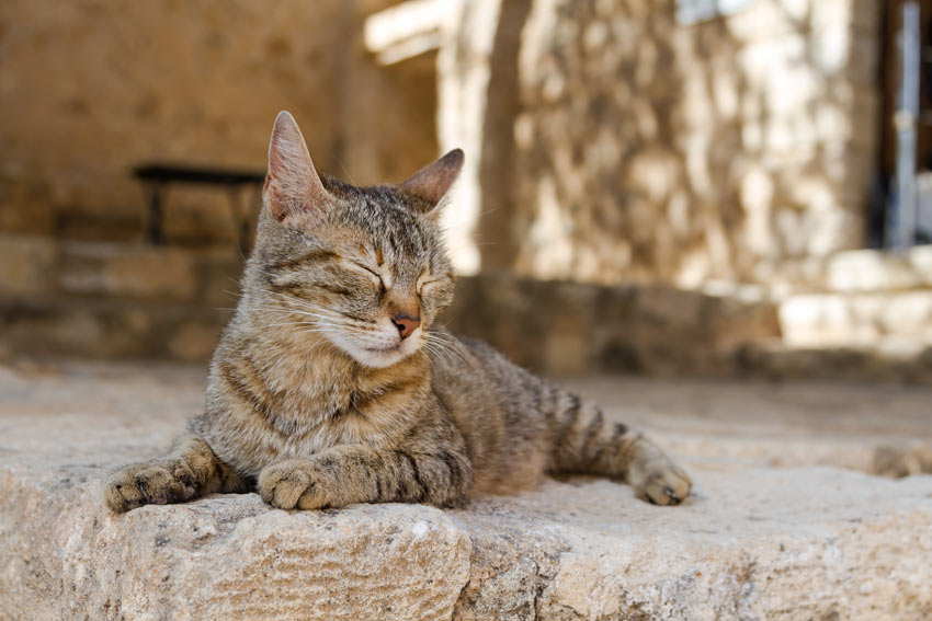 A Greek cat basking in the sun