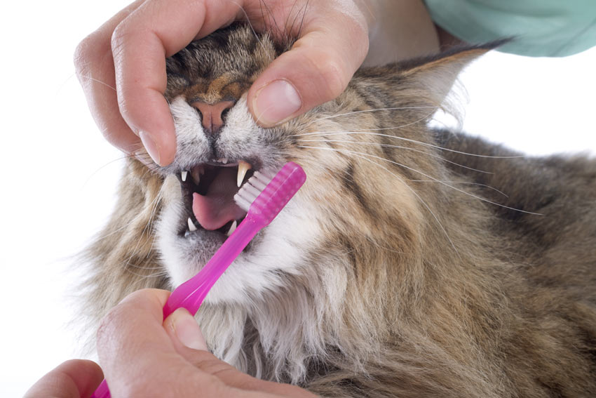 A Maine Coon cat having its teeth brushed
