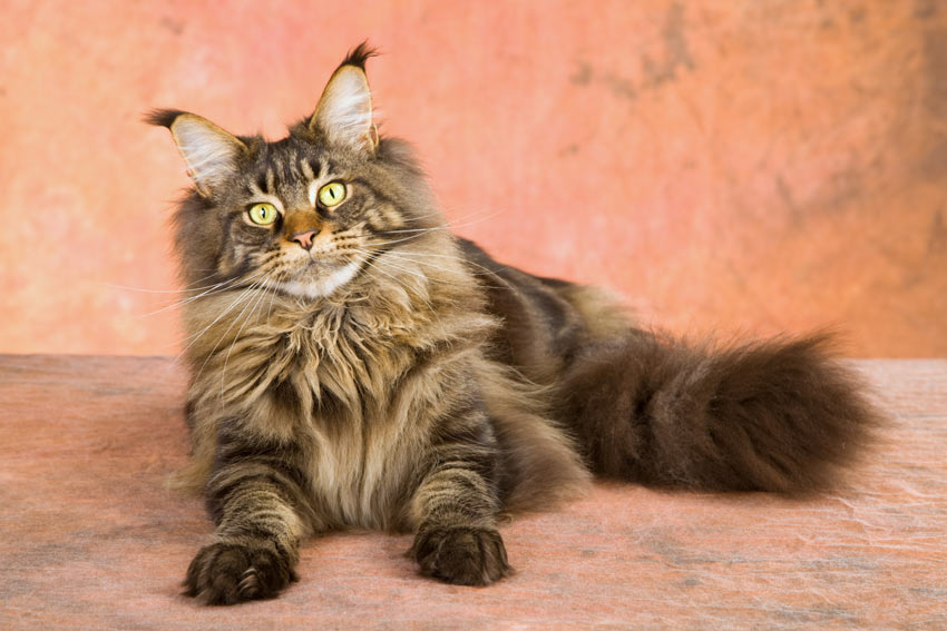 A Maine Coon cat with a wonderful long coat