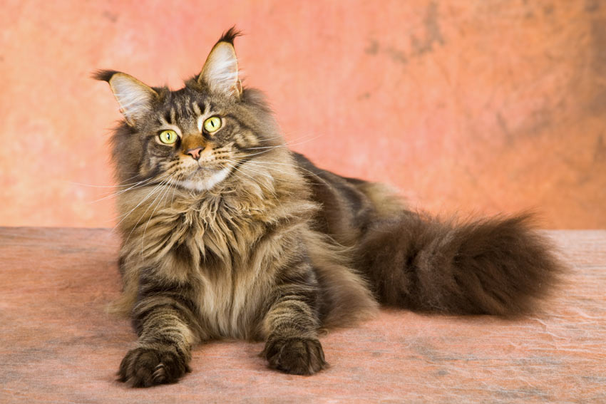 Verschillende vachttypen bij katten | Een geschikte kat uitzoeken Katten