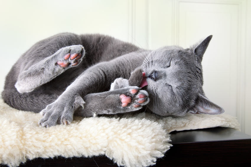A Russian Blue Cat with a hypoallergenic  coat cleaning itself