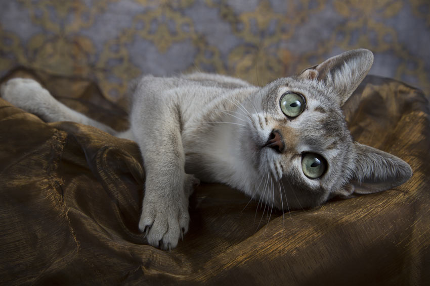 niet voldoende Bank Op maat 7 Kleinste kattenrassen | Een geschikte kat uitzoeken | Katten | Gids