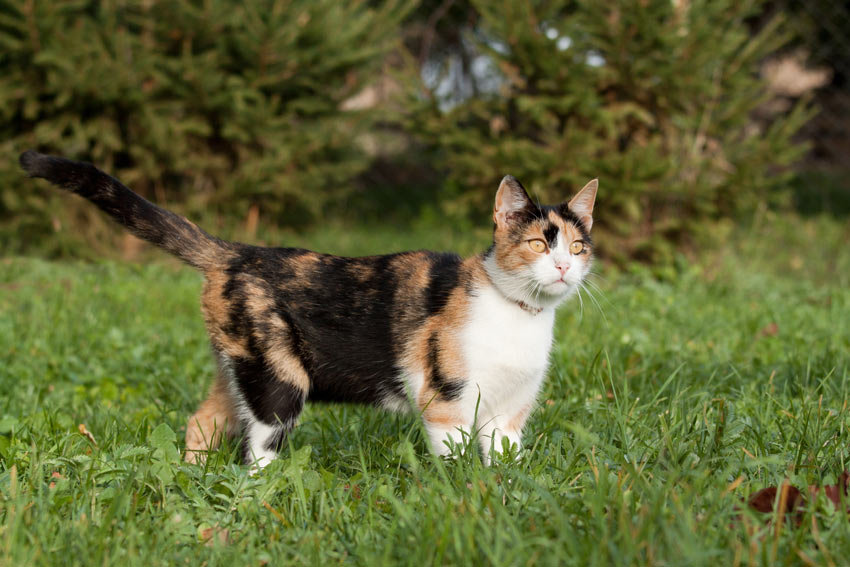 Vachtkleuren en patronen van katten | Een geschikte | Katten