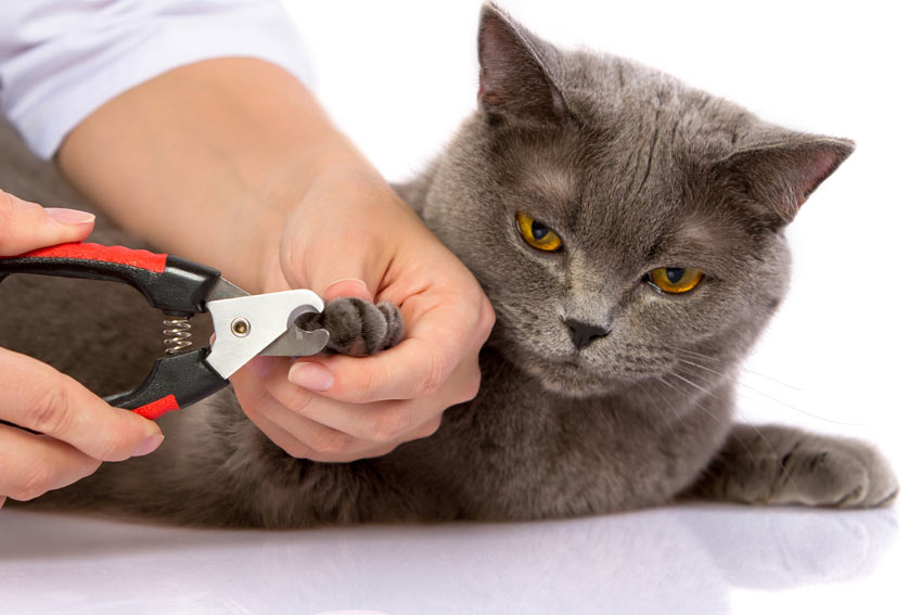 wiel kaas schelp Hoe knip ik de nagels van mijn kat? | Verzorging van katten | Katten | Gids