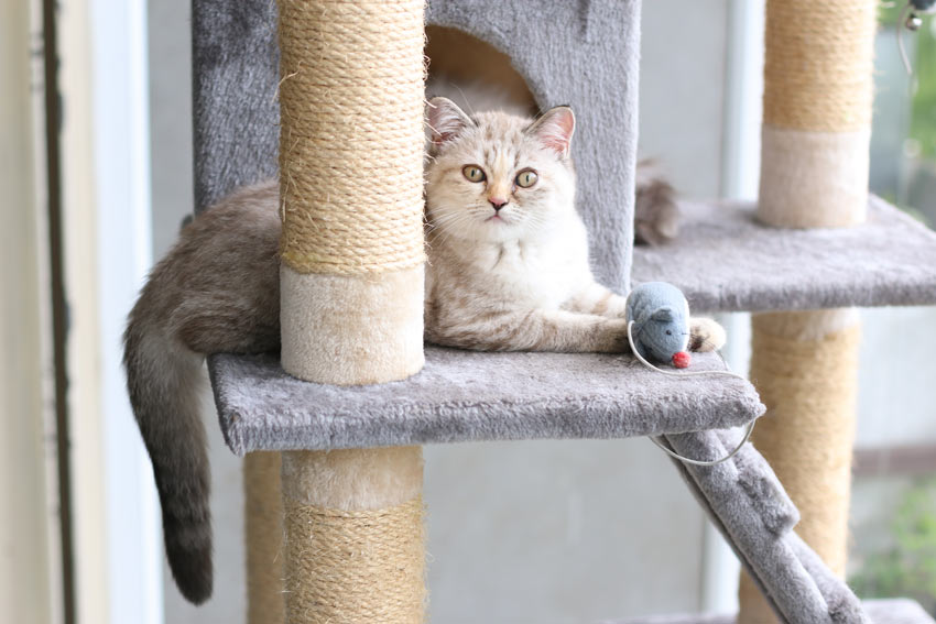 A beautiful Tiffanie playing on her scratching post