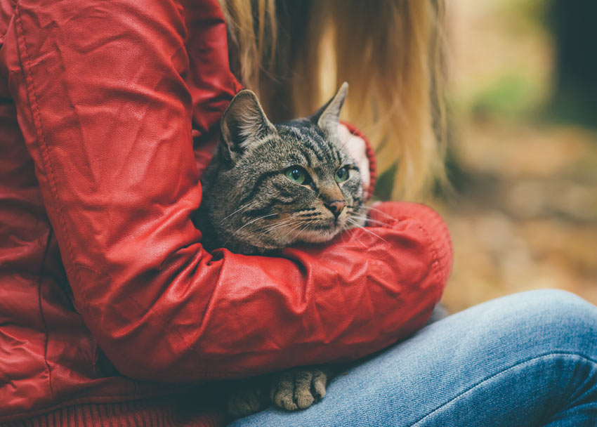A beautiful adult tabby cat being held by its owner