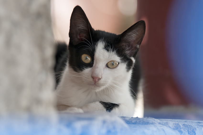 A beautiful black and white bicolour cat