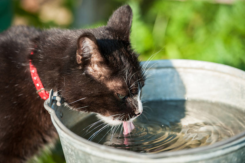 A beautiful black and white cat drinking water out of a metal bucket