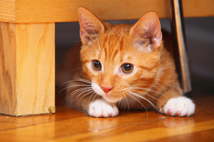A beautiful ginger and white kitten hiding under the furniture
