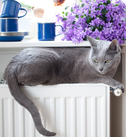 A beautiful hypoallergenic Russian blue cat sitting on top of a warm radiator