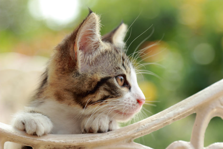 A beautiful little kitten with striking markings